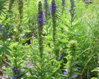 lobelia siphilitica 8-11b.jpg